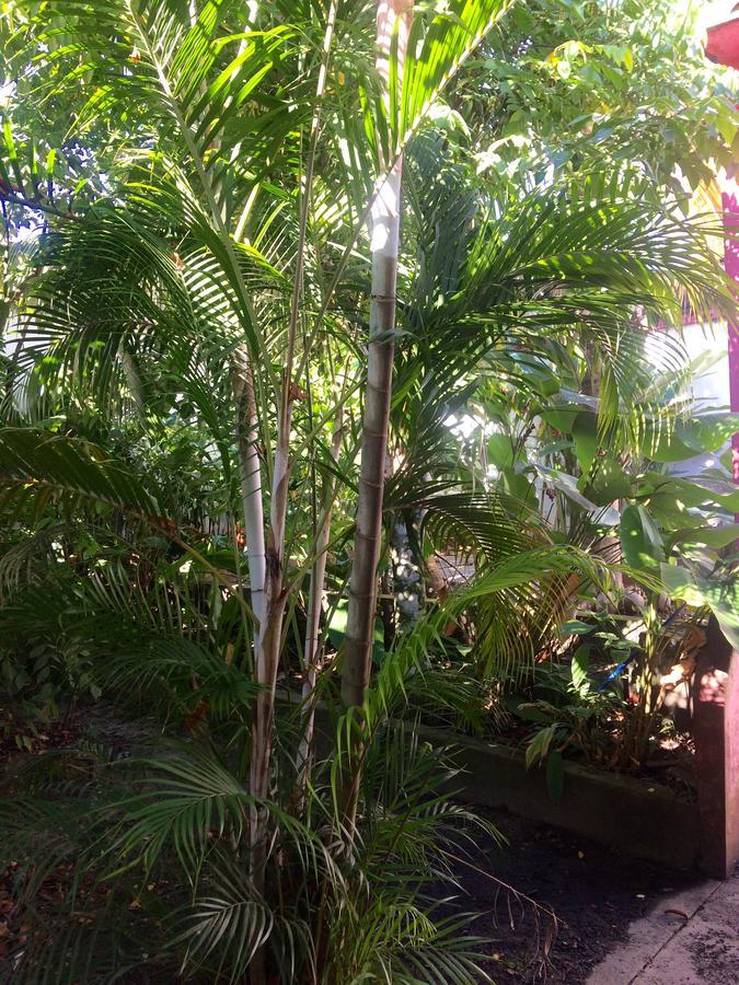Hostel The Amazon Within Iquitos Exteriér fotografie
